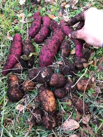 Image uploaded from iOS (14).jpg